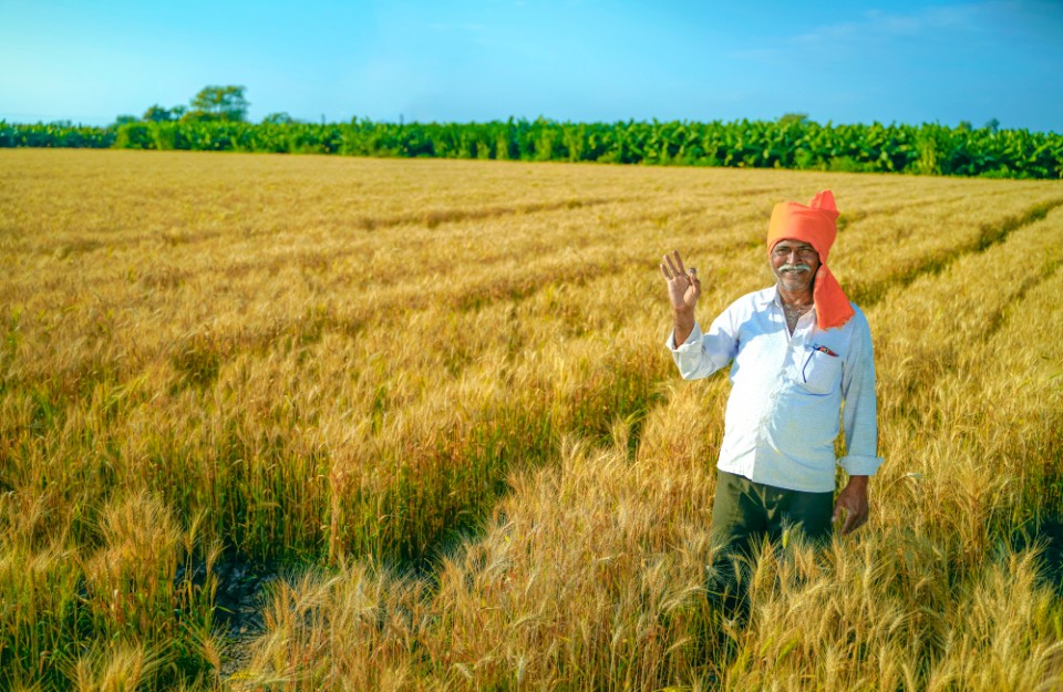 बड़े पैमाने पर शून्य-बजट खेती से फसल उत्पादन प्रभावित हो सकता है, खासकर चावल और गेहूं पर अध्ययन